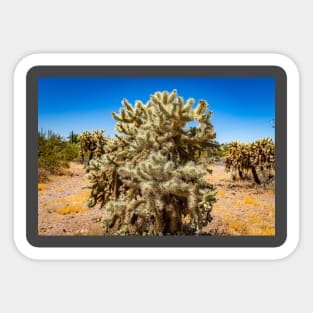 Cholla Cactus along the Apache Trail Sticker